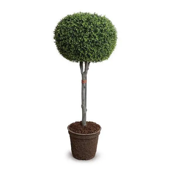 26-Inch Weatherproof Pumpkin Topiary Made From Lifelike Faux Boxwood 1