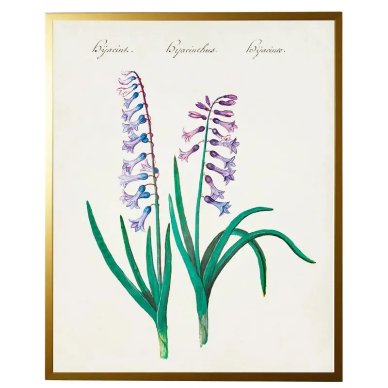 Hyacinth Watercolor Bookplate Print With Classic Framing 1