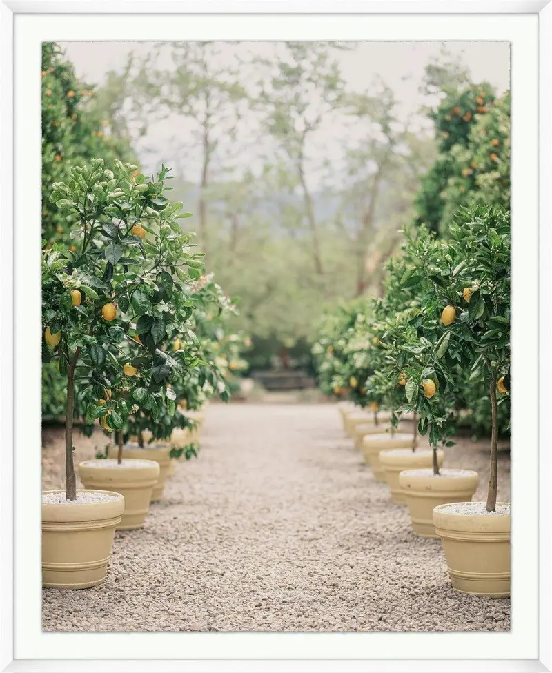 Lemon Tree Path Art Print In Elegant Framed Wall Display 1