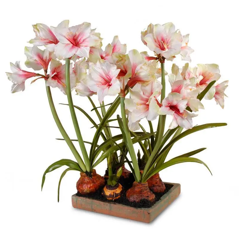 Mauve-And-White Amaryllis Centerpiece In Terracotta Tray 1