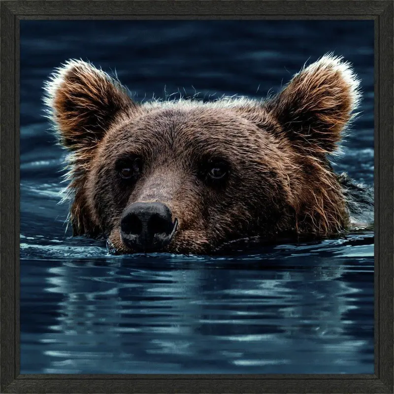 Swimming Brown Bear Wildlife Art Print In Contemporary Frame 1