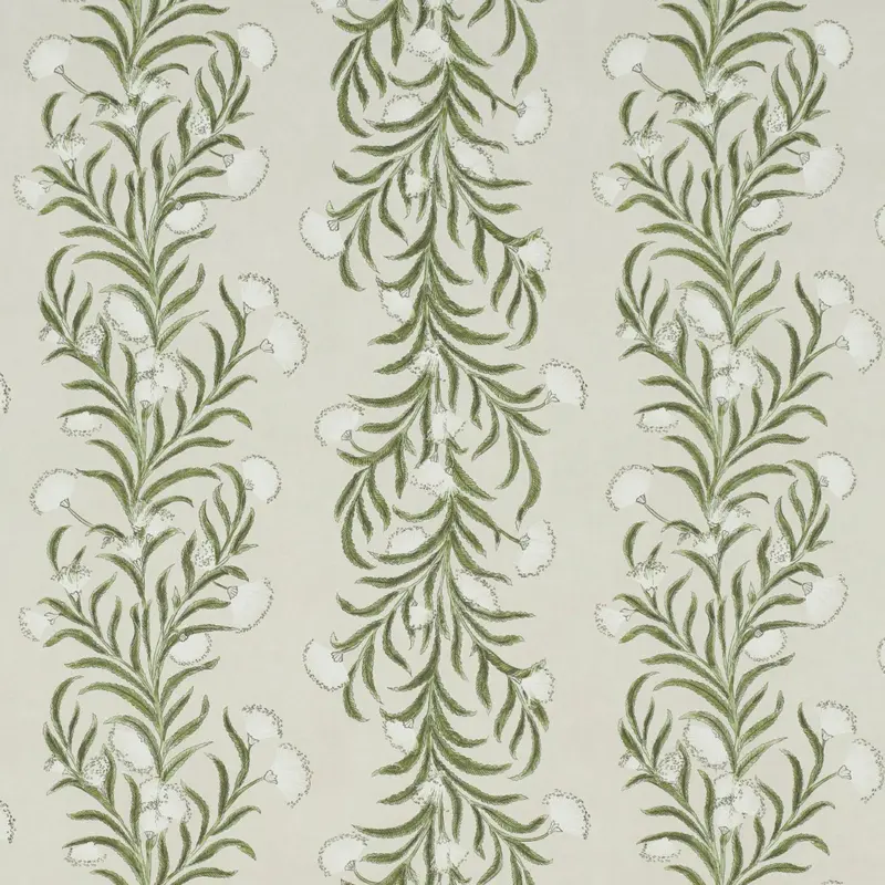 Tasmanian Mimosa Botanical Wallpaper 2